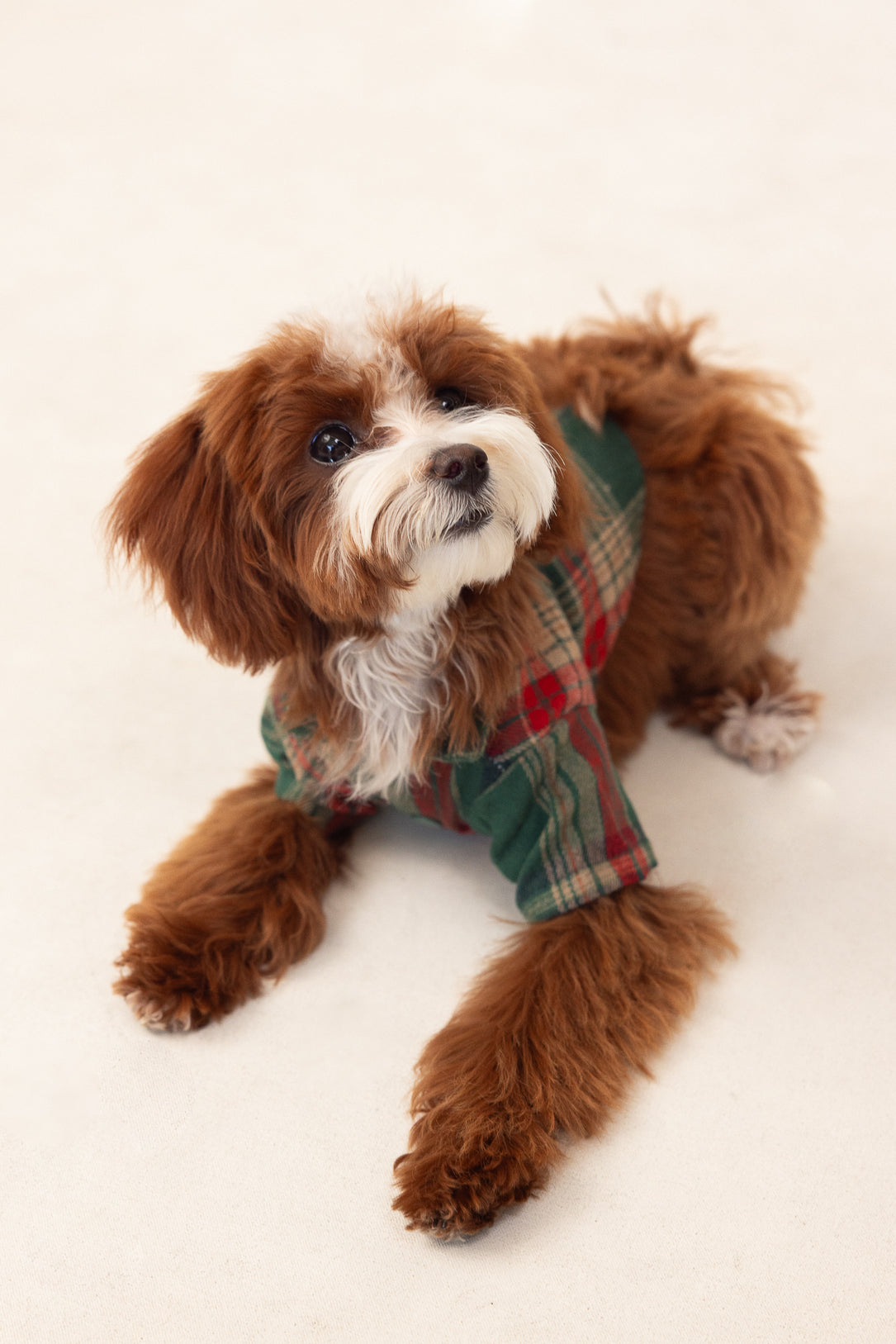 brown dog in a green shirt against a white background
