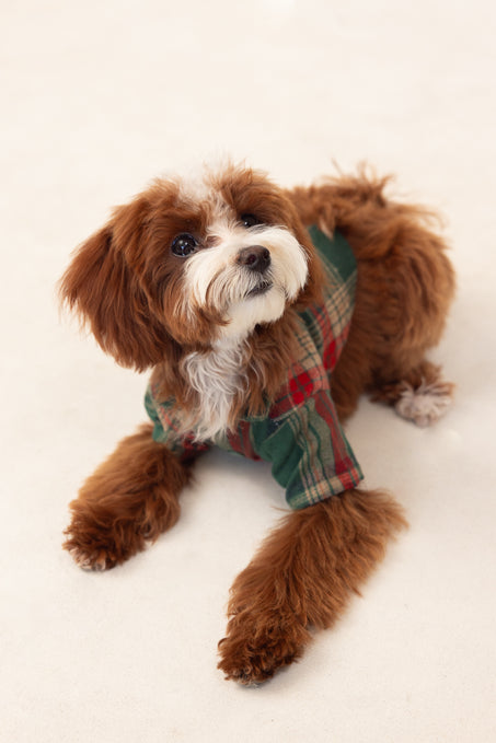 brown dog in a green shirt against a white background