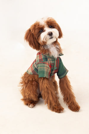 brown dog in a green shirt against a white background