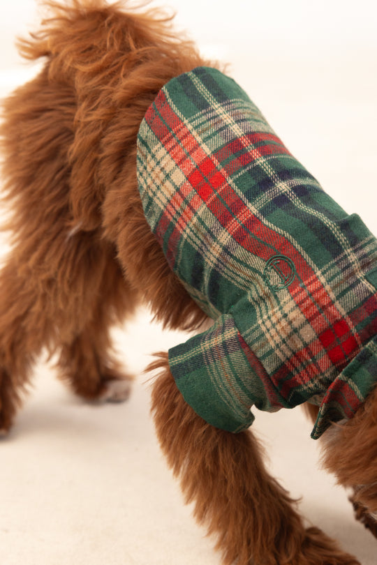 brown dog in a green shirt against a white background