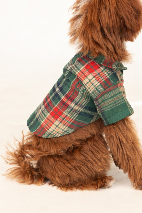 brown dog in a green shirt against a white background