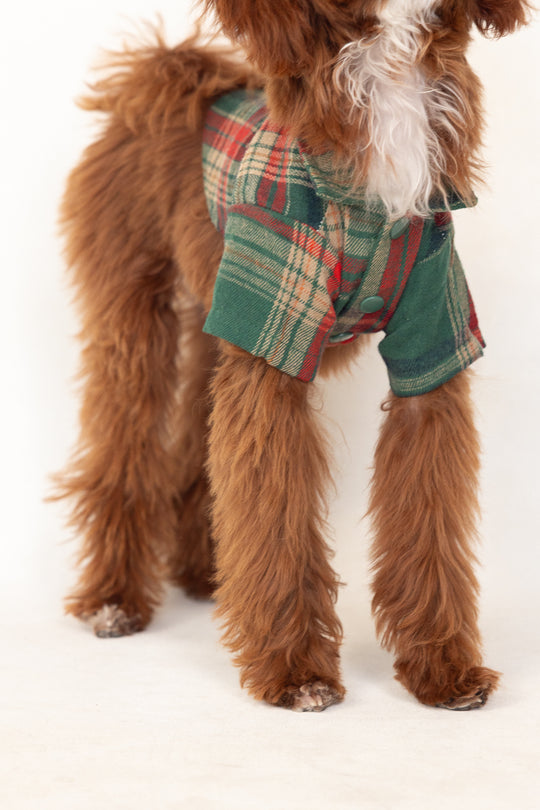 brown dog in a green shirt against a white background
