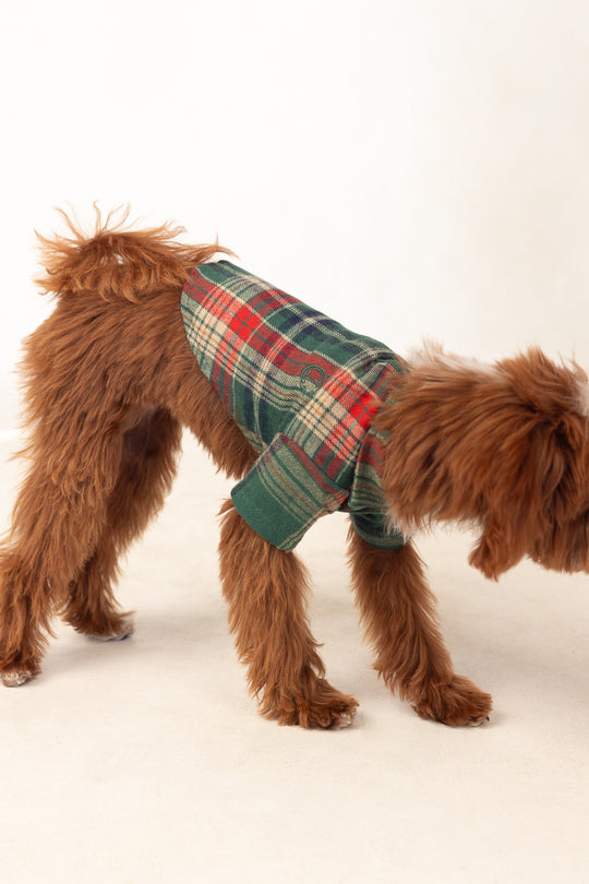 brown dog in a green shirt against a white background