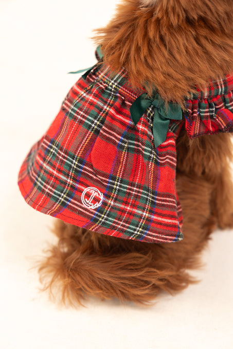 Brown dog in a red dress against a white background