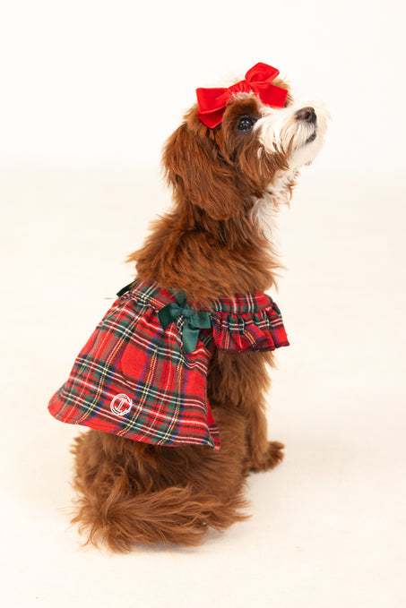 Brown dog in a red dress against a white background