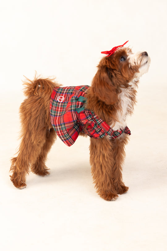 Brown dog in a red dress against a white background