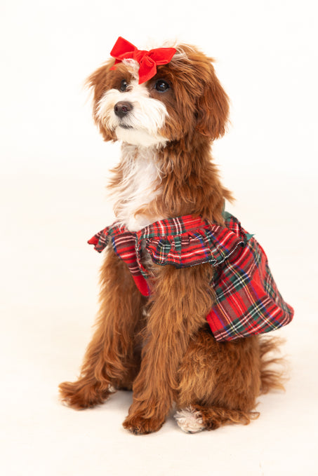 Brown dog in a red dress against a white background