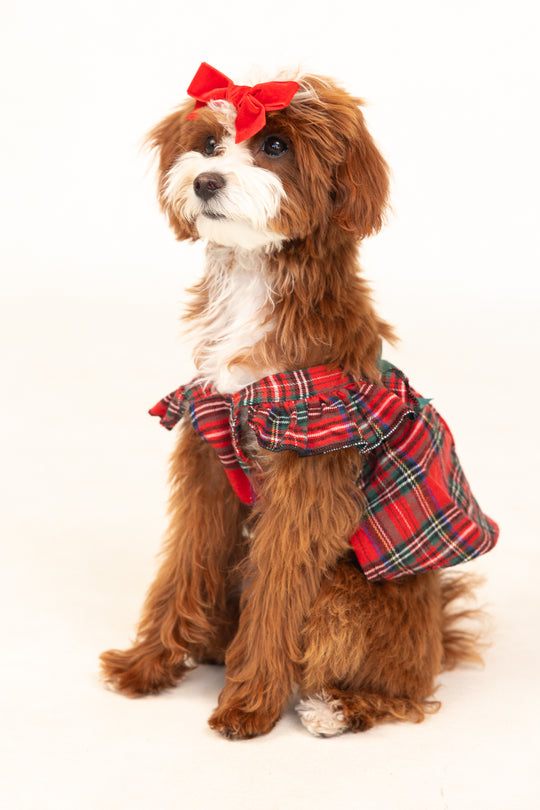 Brown dog in a red dress against a white background