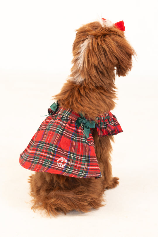 Brown dog in a red dress against a white background